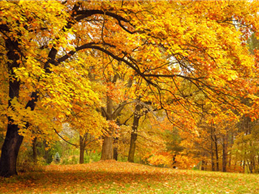 8 Essential Autumn Idioms - 8 thành ngữ mùa thu cực hữu dụng trong tiếng Anh